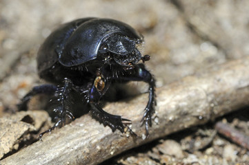 Geotrupes stercorarius / Bousier / Géotrupe stercoraire