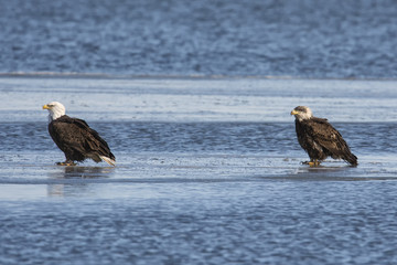 pair of eagles looking for fish