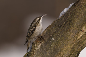 Certhia familiaris/ Grimpereau des bois