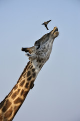 Fototapeta na wymiar Giraffa camelopardalis / Girafe / Buphagus erythrorhynchus / Piqueboeuf à bec rouge