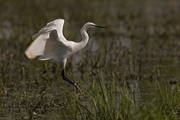 Egretta garzetta / Aigrette garzette