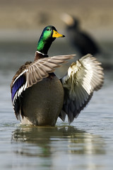 Anas platyrhynchos / Canard colvert