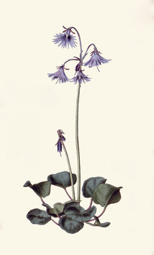 Illustration botanique Soldanelle des Alpes