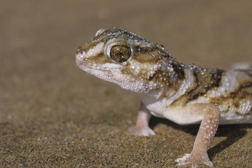 Chondrodactylus angulifer / Gecko géant terrestre