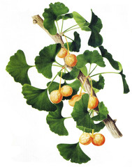Illustration / Ginkgo biloba / Ginkgo / Arbre aux quarante écus