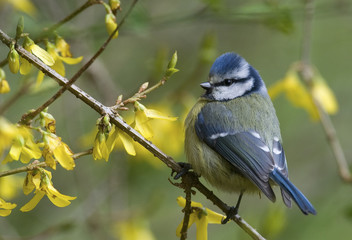 Parus caeruleus / Mésange bleue