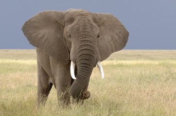 Fototapeta na wymiar Loxodonta africana / Eléphant d'Afrique