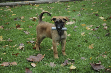 Chien / Race Malinois