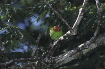 Tangara gyrola / Calliste rouverdin