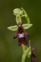 Ophrys insectifera / Ophrys mouche