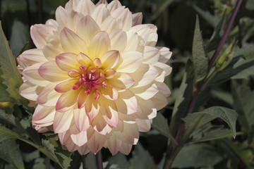 Dahlia x / Dahlia 'Keith H'
