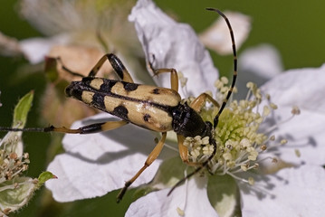 Strangalia maculata / Strangalie tachetée