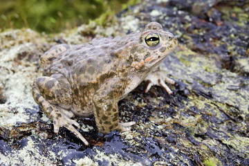 Bufo calamita / Crapaud calamite