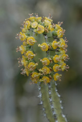 Euphorbia heterospina subsp. heterospina / Euphorbe