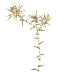 Carthamus lanatus / Kentrophyllum lanatum / Carthame laineux / Centrophylle laineuse / Chardon béni des parisiens