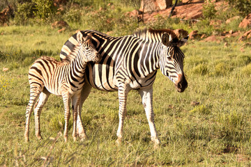 Burchell’s zebra mare keeping her foal close to her for protection 