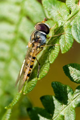 Sphaerophoria scripta / Sphaérophore notée