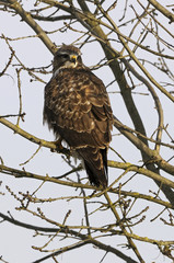 Buteo buteo / Buse variable