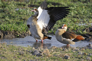 Alopochen aegyptiacus / Ouette d'Egypte / Oie d'Egypte