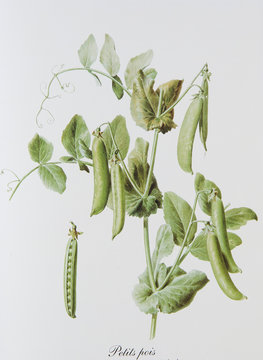 Illustration botanique / Pisum sativum / Petit pois