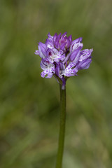 Orchis tridentata / Neotinea tridentata / Orchis à trois dents