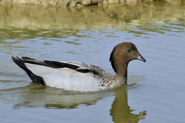 Chenonetta jubata / Bernache à crinière