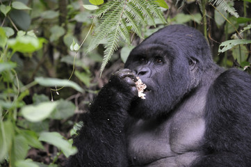 Gorilla gorilla beringei : Gorille de montagne