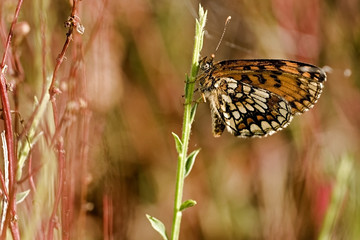 Mellicta athalia / Damier athalie