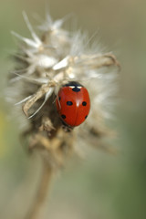 Coccinella septempunctata / Coccinelle à sept points