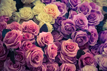 Roses flower background | beautiful nature floral