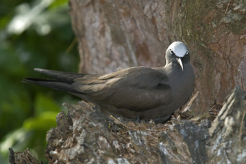 Anous stolidus / Noddi brun