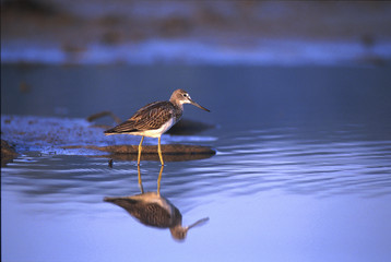 Tringa nebularia / Chevalier aboyeur