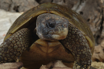 Tortue à dos articulé des savanes / Tortue articulée de Bell