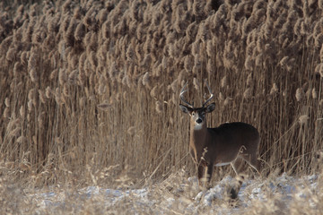 Odocoileus virginianus / Cerf de Virginie / Cerf à queue blanche