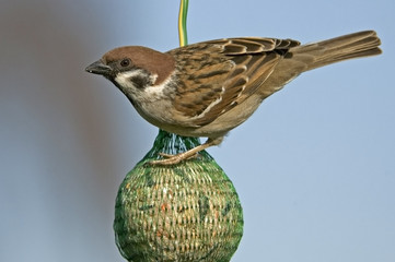 Passer montanus / Moineau friquet