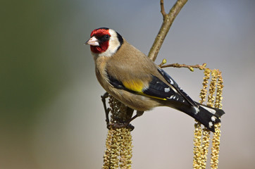 Carduelis carduelis / Chardonneret élégant