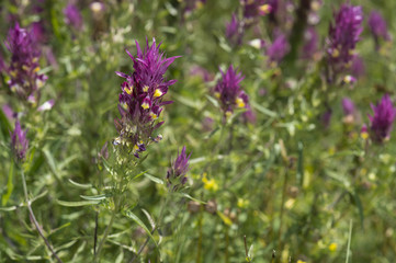 Melampyrum arvense / Mélampyre des champs