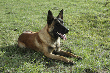 Chien / Race Malinois