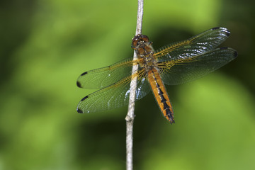 Libellula fulva / Libellule fauve / Femelle