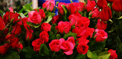 rose for valentine's