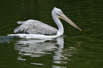 Pelecanus crispus / Pélican frisé