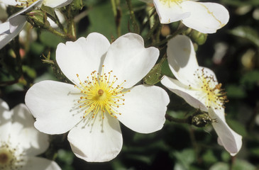 Rosa x / Rose 'White Fleurette'