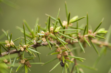 Juniperus oxycedrus / Genévrier oxycèdre
