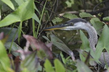 Ardea herodias / Grand héron bleu