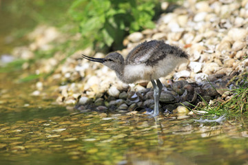 Recurvirostra avosetta / Avocette à nuque noire / Avocette élégante