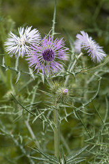 Galactites elegans / Chardon tomenteux / Chardon laiteux / Galactite cotonneux