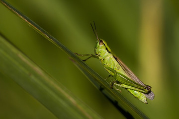 Chrysochraon dispar / Criquet des clairières