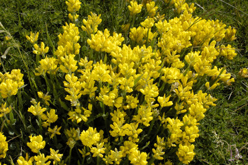 Genista sagittalis subsp. sagittalis / Genêt ailé