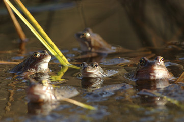 Rana temporaria / Grenouille rousse