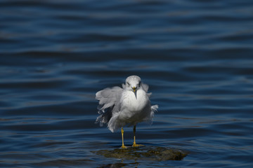California Gull standing on ocean shore line in California
